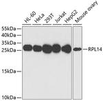 RPL14 Antibody in Western Blot (WB)