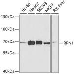 Ribophorin I Polyclonal Antibody