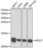 MPS1 Antibody in Western Blot (WB)