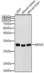 RPS4X Polyclonal Antibody