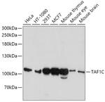 TAF1C Polyclonal Antibody