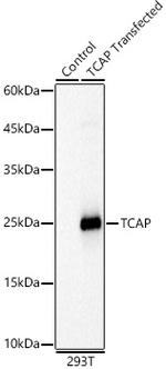 TCAP Polyclonal Antibody
