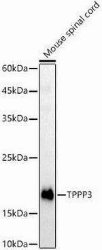 TPPP3 Antibody in Western Blot (WB)