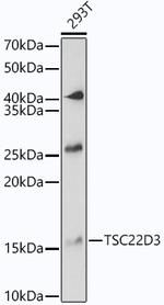 GILZ Polyclonal Antibody