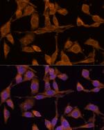 USP15 Polyclonal Antibody