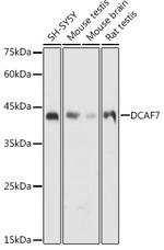 DCAF7 Antibody in Western Blot (WB)