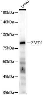 DREF Antibody in Western Blot (WB)