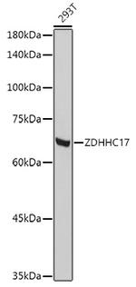 ZDHHC17 Polyclonal Antibody