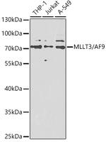AF9 Polyclonal Antibody