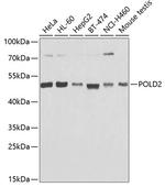 POLD2 Polyclonal Antibody