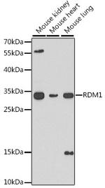 RDM1 Polyclonal Antibody