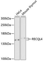 RECQ4 Polyclonal Antibody
