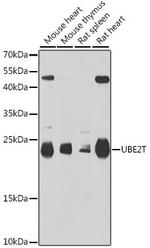 UBE2T Polyclonal Antibody