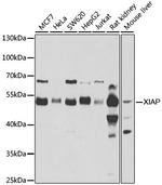 XIAP Polyclonal Antibody