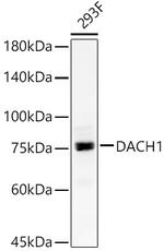 DACH1 Polyclonal Antibody