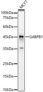 GABPB1 Polyclonal Antibody