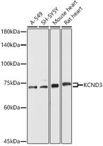 KV4.3 (KCND3) Antibody in Western Blot (WB)
