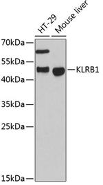 KLRB1 Polyclonal Antibody