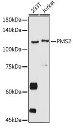 PMS2 Polyclonal Antibody