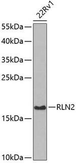 Relaxin 2 Antibody in Western Blot (WB)