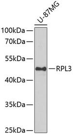 RPL3 Polyclonal Antibody