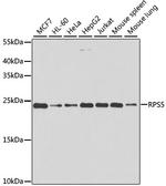 RPS5 Polyclonal Antibody