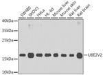 UBE2V2 Antibody in Western Blot (WB)