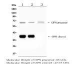 Osteopontin Polyclonal Antibody