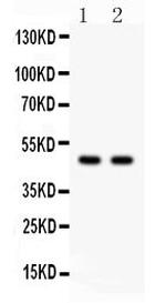 PTOV1 Antibody in Western Blot (WB)