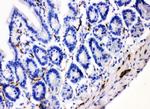 VIP Antibody in Immunohistochemistry (Paraffin) (IHC (P))