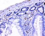VIP Antibody in Immunohistochemistry (Paraffin) (IHC (P))