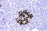 VIP Antibody in Immunohistochemistry (Paraffin) (IHC (P))