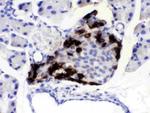 VIP Antibody in Immunohistochemistry (Paraffin) (IHC (P))