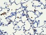 CD44 Antibody in Immunohistochemistry (Paraffin) (IHC (P))