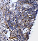 CD44 Antibody in Immunohistochemistry (Paraffin) (IHC (P))