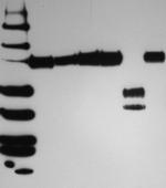 CD44 Antibody in Western Blot (WB)