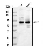 CD44 Antibody in Western Blot (WB)