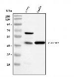 CXCR2 Polyclonal Antibody