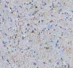 MIF Antibody in Immunohistochemistry (Paraffin) (IHC (P))