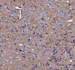 MIF Antibody in Immunohistochemistry (Paraffin) (IHC (P))