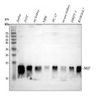 MIF Antibody in Western Blot (WB)