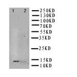 NGF Polyclonal Antibody