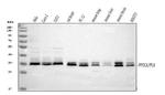 PP2A alpha Antibody in Western Blot (WB)