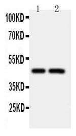 Caspase 2 Polyclonal Antibody
