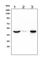 HRH3 Polyclonal Antibody
