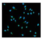 HSC70 Polyclonal Antibody