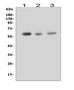 RUNX2 Polyclonal Antibody