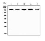 Cullin 4B Antibody in Western Blot (WB)
