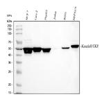 Cytokeratin 8 Antibody in Western Blot (WB)