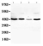 VEGFD Polyclonal Antibody